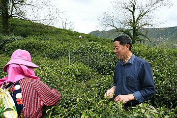 (Amazinganhui) China-Anhui-Qimen-Keemun Black Tea-Ineritor-Making-Fähigkeiten (CN) (Amazinganhui) China-Anhui-Qimen-Keemun Black Tea-Ineritor-Making-Fähigkeiten (CN)