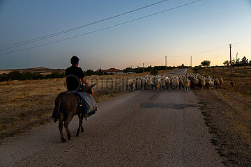 Tuerkei  Bogazkoey Sariyahsi - junger Schaefer auf einem Esel treibt seine Schafherde ueber einen Weg