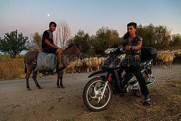Tuerkei  Bogazkoey Sariyahsi - junger Schaefer auf einem Esel mit Schafherde und einen Bekannten aus der Nachbarschaft auf einem Weg