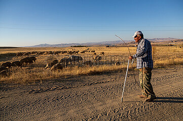 Tuerkei  Bogazkoey Sariyahsi - Schaefer mit seinen Schafen auf einem Feld