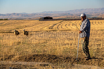 Tuerkei  Bogazkoey Sariyahsi - Schaefer mit seinen Schafen auf einem Feld