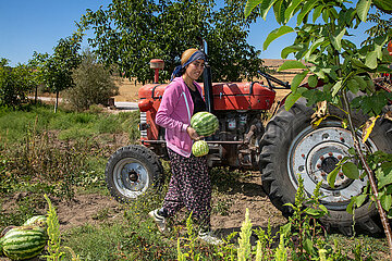 Tuerkei  Bogazkoey Sariyahsi - Bauernfamilie bei der Ernte