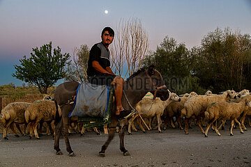 Tuerkei  Bogazkoey Sariyahsi - junger Schaefer auf einem Esel treibt seine Schafherde ueber einen Weg