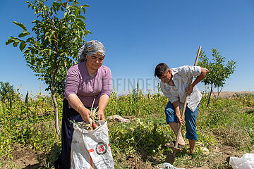 Tuerkei  Bogazkoey Sariyahsi - Bauernfamilie bei der Ernte