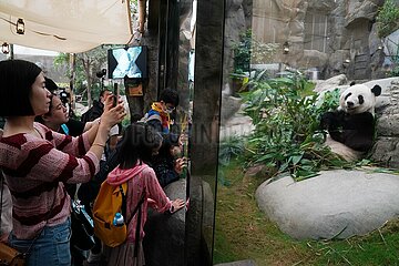 China-Hong Kong-Pandas-Caretaker (CN)