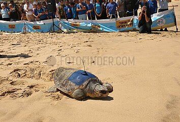 Israel-Ashkelon-Sea Turtles-Rückkehr nach Hause