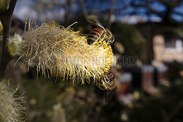 Berlin  Deutschland  Honigbienen sammeln Pollen auf einem bluehenden Weidenkaetzchen der Salweide