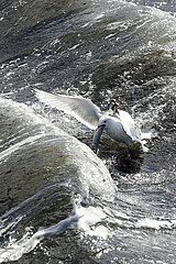 Binz  Deutschland  Moewe fischt einen Aal aus der stuermischen Ostsee