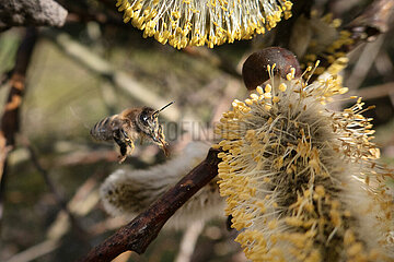 Berlin  Deutschland  Honigbiene im Anflug auf ein bluehendes Weidenkaetzchen der Salweide