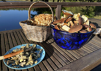 Dranse  Deutschland  Symbolfoto: gesammelte Pilze putzen