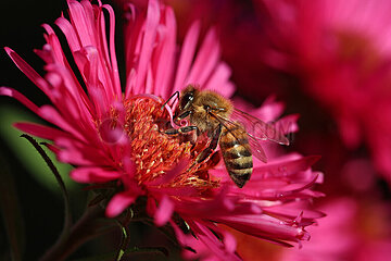 Neuenhagen  Deutschland  Honigbiene saugt Nektar aus einer pinkfarbenen Aster