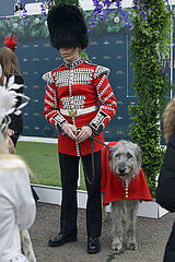 Aintree  Grossbritannien  King s Guard with Irish Wolfhound at the racecourse