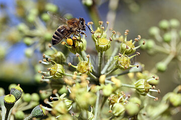Berlin  Deutschland  Honigbiene im Anflug auf eine Efeubluete