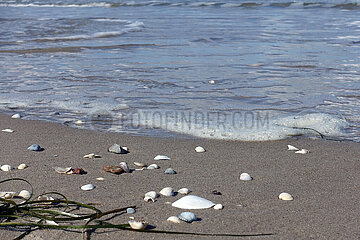 Binz  Deutschland  Seegras und Muscheln liegen am Strand der Ostsee