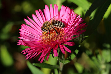 Neuenhagen  Deutschland  Honigbiene saugt Nektar aus einer pinkfarbenen Aster