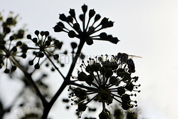 Berlin  Deutschland  Silhouette: Honigbiene saugt Nektar aus einer Efeubluete