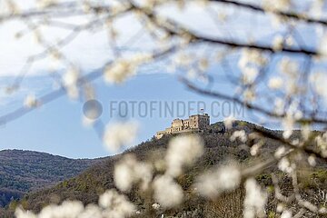 Blick auf das Hambacher Schloss durch einen blühenden Mandelbaum