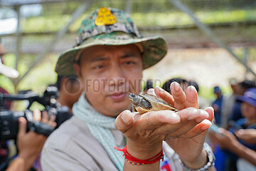 Cambodia-Koh Kong-Royal Turtles-Hatchling