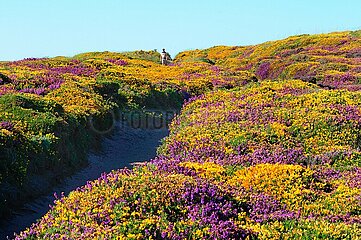 FRANCE. BRITTANY. COTES D'ARMOR (22) CAP FREHEL. HEATHER AND GORSE IN FLOWER.(PICTURE NOT AVAILABLE FOR CALENDAR OR POSTCARD)