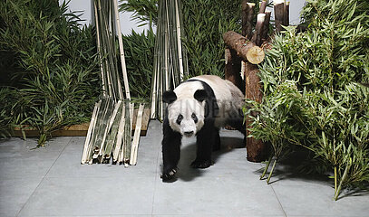 PHINA-BEIJING-Giant Panda-ya Ya (CN)