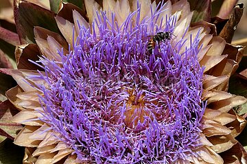 Israel-Kiryat Gat-Artichoke-Bee