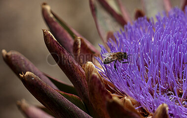Israel-Kiryat Gat-Artichoke-Bee