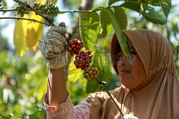 Indonesien-Malang-Coffee Bean