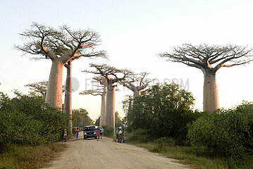 Madagaskar-Morondava-Baobabs