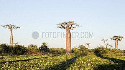 Madagaskar-Morondava-Baobabs