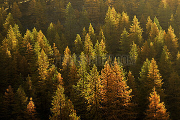 FRANCE. FOREST IN AUTUMN