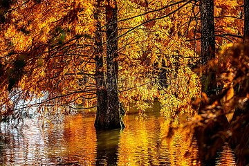 FRANCE. ISERE (38) ETANG DE BOULIEU  BRILLIANT FALL COLORS ON BALD CYPRESS TREES BROUGHT BACK FROM LOUISIANA 100 YEARS AGO BY THE COMTE DE CHARDONNAY