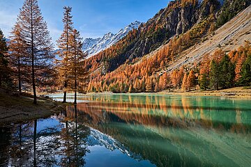 FRANCE  ALPS. HAUTES-ALPES (05) ORCEYRETTE LAKE IN AUTUMN WITH GOLDEN LARCH TREES