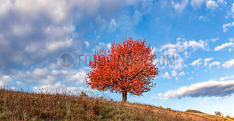 FRANCE. ISERE (38) TRIEVES. CHERRY TREE ISOLATED IN A MEADOW IN AUTUMN