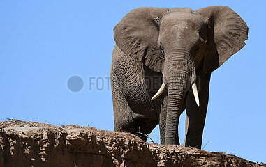 Namibia-DeSt Elephants-Überleben