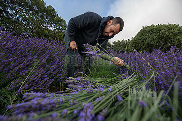 Midost-Golan Heights-Lavender-Harvest