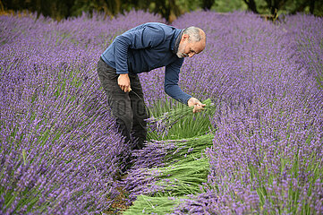 Midost-Golan Heights-Lavender-Harvest