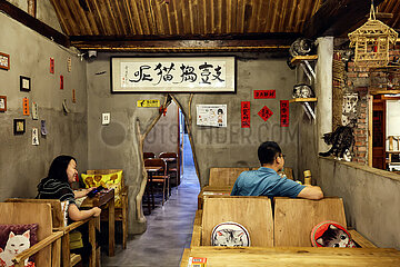 China-Beijing-täglich Lebenskatze Cafe (CN)
