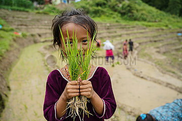 Nepal-Lalitpur-National Paddy Day