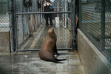 Säugetier-Säugetier-Opfer-Rettung von Säugetieren des US-amerikanischen Kaliforns-Pedro-Red-Rets.