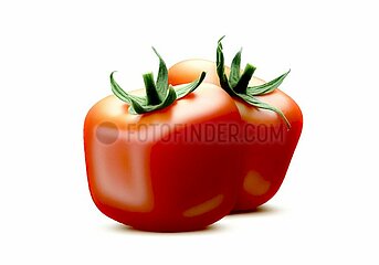 Gen-Tomaten