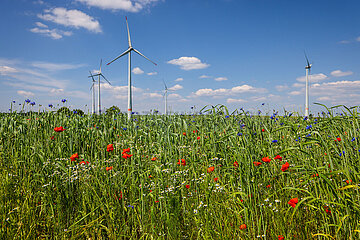 Bluehstreifen am Weizenfeld  Windpark  Lichtenau  Nordrhein-Westfalen  Deutschland  Europa