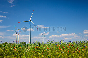 Windpark  Bluehstreifen am Weizenfeld  Lichtenau  Nordrhein-Westfalen  Deutschland  Europa