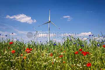 Windpark  Bluehstreifen am Weizenfeld  Lichtenau  Nordrhein-Westfalen  Deutschland  Europa