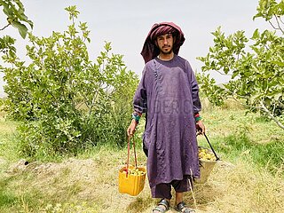 Afghanistan-Kandahar-Figs-Harvest
