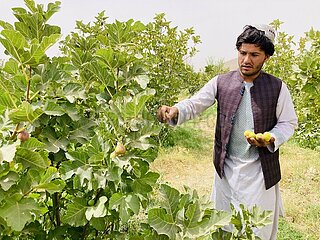Afghanistan-Kandahar-Figs-Harvest