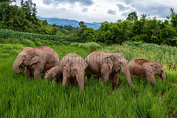 China-Yunnan-Jiangcheng-wild Elefanten (CN)