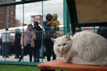 Turkiye-Kayseri-Cat Town