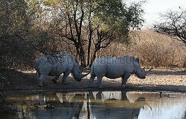 Botswana-Serowe-Khama Rhino Sanctuary