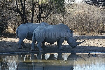 Botswana-Serowe-Khama Rhino Sanctuary