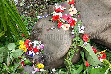 Indien-Assam-Guwahati-Elephants-Elektrokution